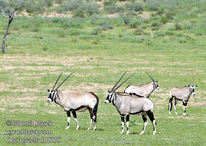 Oryx gazella fb1578