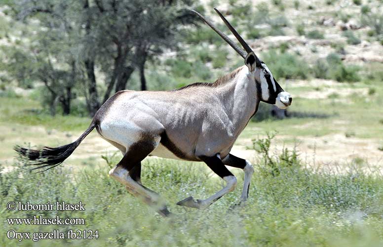 Oryx gazella fb2124