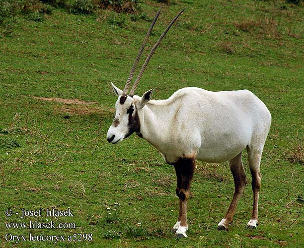 Oryx leucoryx a5298