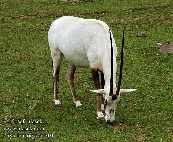 Oryx leucoryx a5301