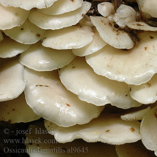 Ossicaulis lignatilis al9645