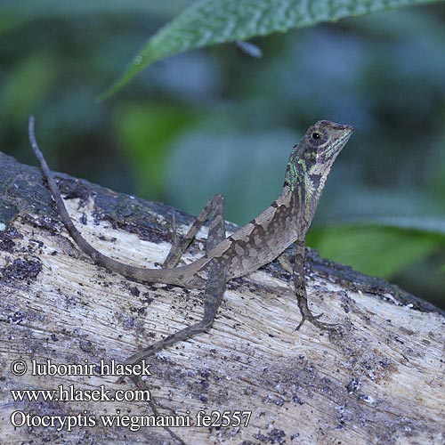 Otocryptis wiegmanni Wiegmanns Agame Цейлонская скрытоухая агама Brown-patched Kangaroo lizard Wiegmann's Agama Sri Lankan Kangaroo Lizard