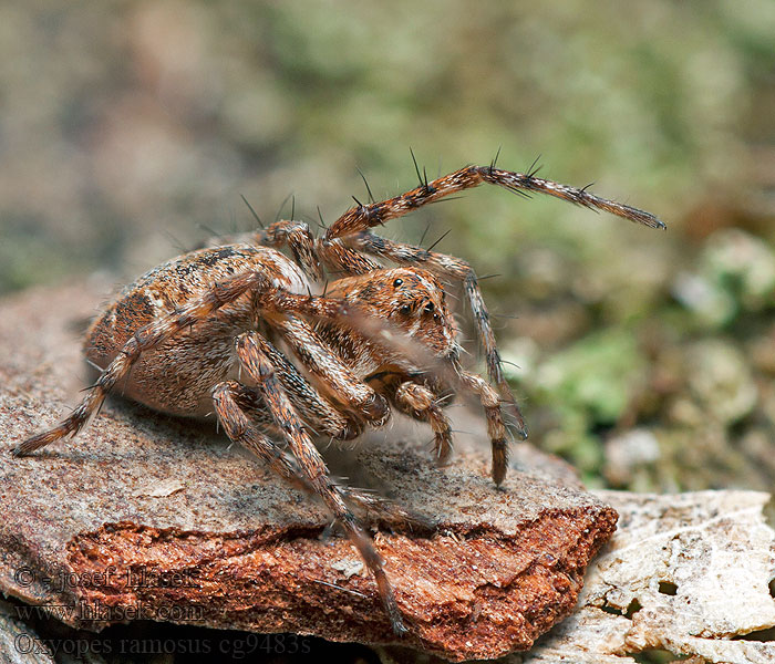 Oxyopes ramosus