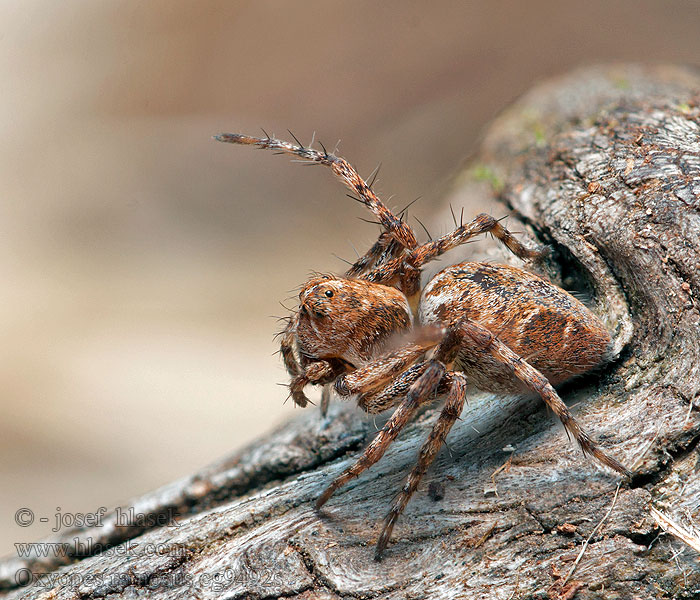 Oxyopes ramosus