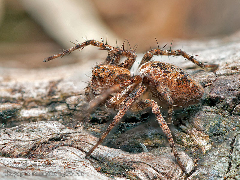 Oxyopes ramosus