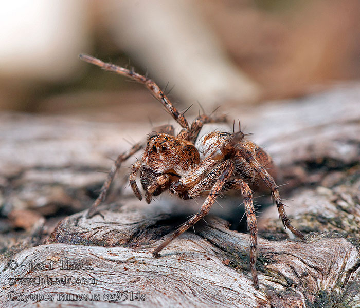 Oxyopes ramosus