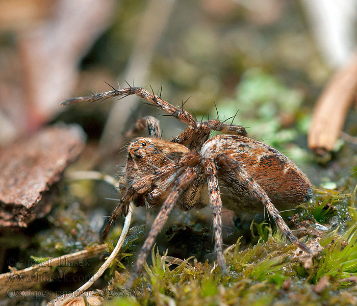 Oxyopes ramosus Praktlospindel