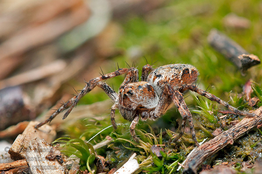 Oxyopes ramosus Śpiesznik rysień