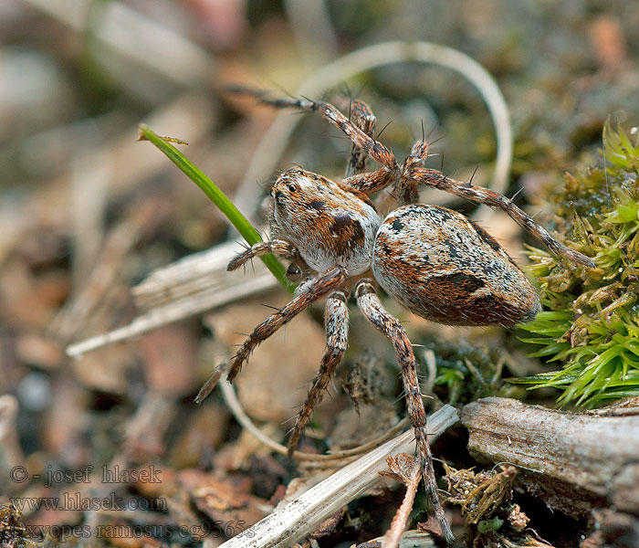 Oxyopes ramosus Luchsspinne