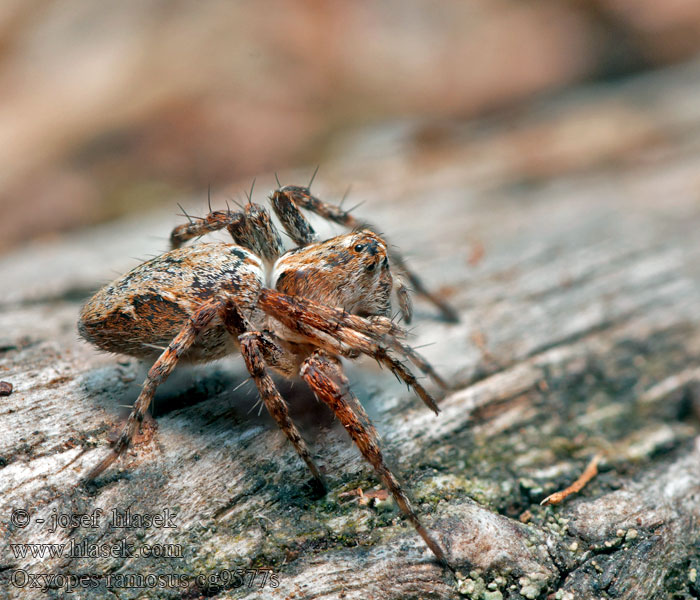 Oxyopes ramosus Paslíďák keřový