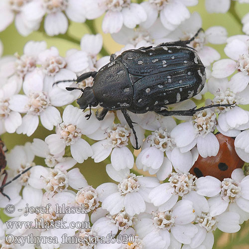 Oxythyrea funesta White-spotted Barbary Beetle