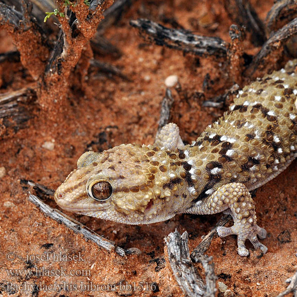 Pachydactylus bibroni Bibron's gecko Jeko Bibron