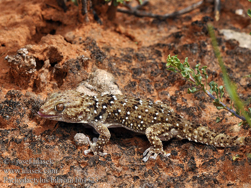 Геккон Биброна Pachydactylus bibroni Bibron's gecko