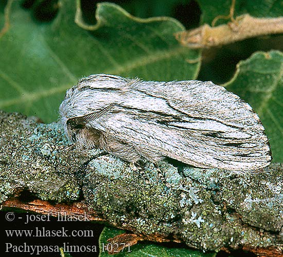 Pachypasa limosa Bombyx Cyprès