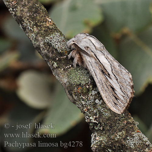 Pachypasa limosa Bombyx Cyprès