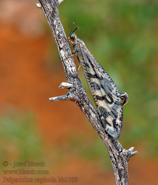Palparidius capicola Hook-tailed Antlion