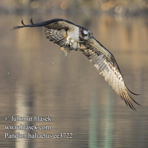 Osprey Fischadler Balbuzard pêcheur Aguila Pescadora
