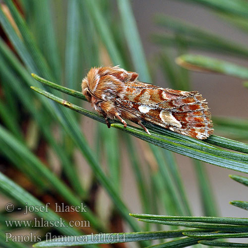 Pine Beauty Moth Fyrreugle Kieferneule Forleule Mänty-yökkönen Noctuelle pin