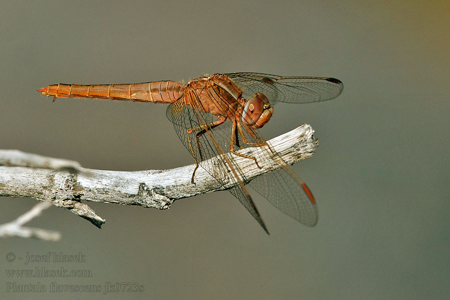 昆虫种名：黄蜻 薄翅蜻蜓 Wereldzwever Pantala flavescens