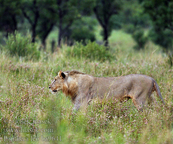 Panthera leo African lion Afrikansk hanløve
