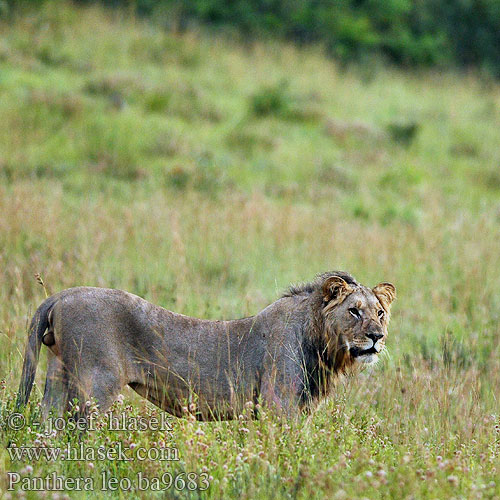 Lev pustinný León Afrikanskt lejon Ü|af|leeu