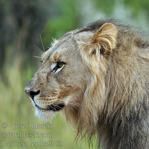 Afrikansk hanløve Afrikanleijona Leijona Leeuw leone