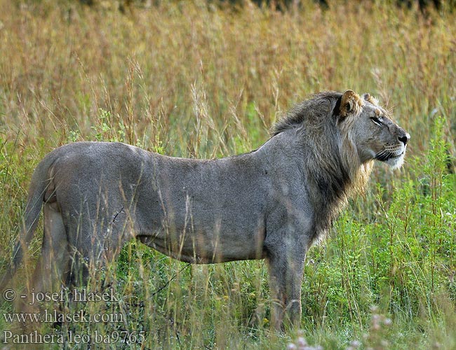 Panthera leo ba9765