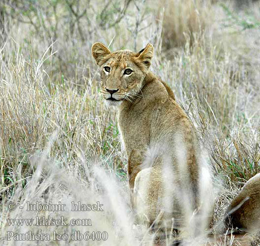 African lion Panthera leo Afrikansk hanløve