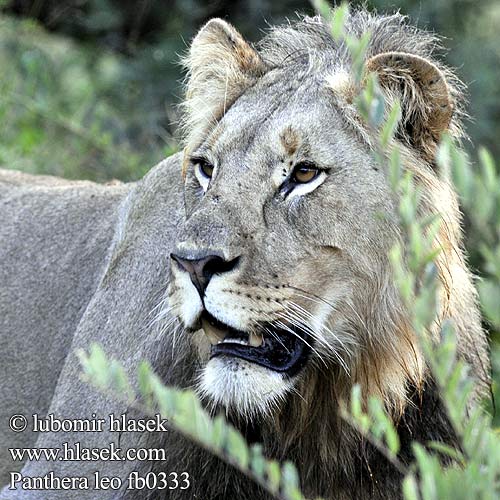 Panthera leo fb0333