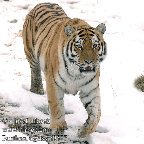 Panthera tigris Tiger Tigre Tygr džunglový טיגריס 호랑이 النمر Тигър