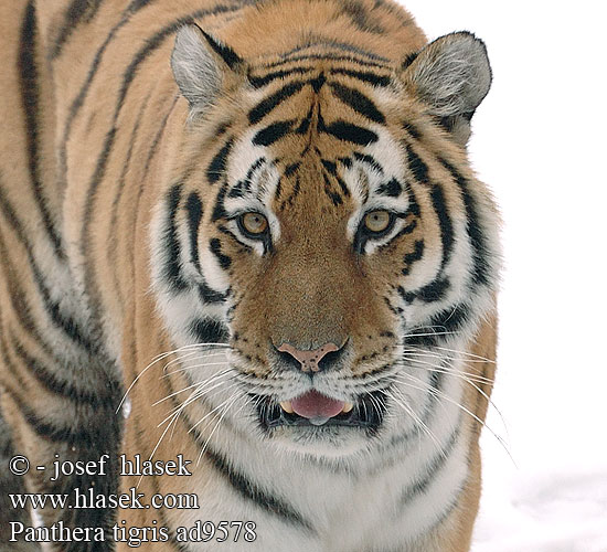 Panthera tigris ad9578