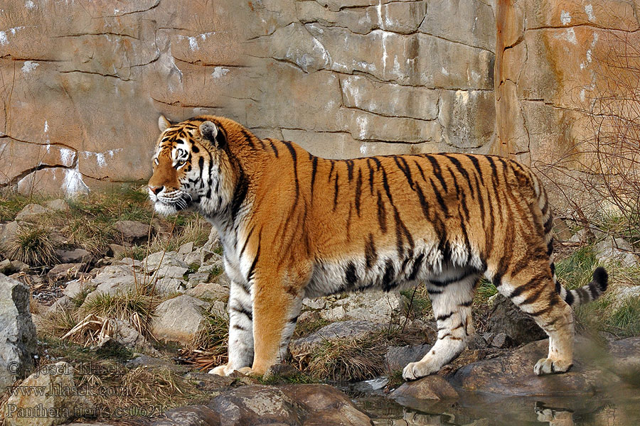 Panthera_tigris_cs0621