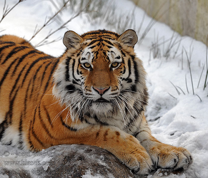 Panthera tigris 호랑이 Piling Tieger Tigras Tīģeris Taika