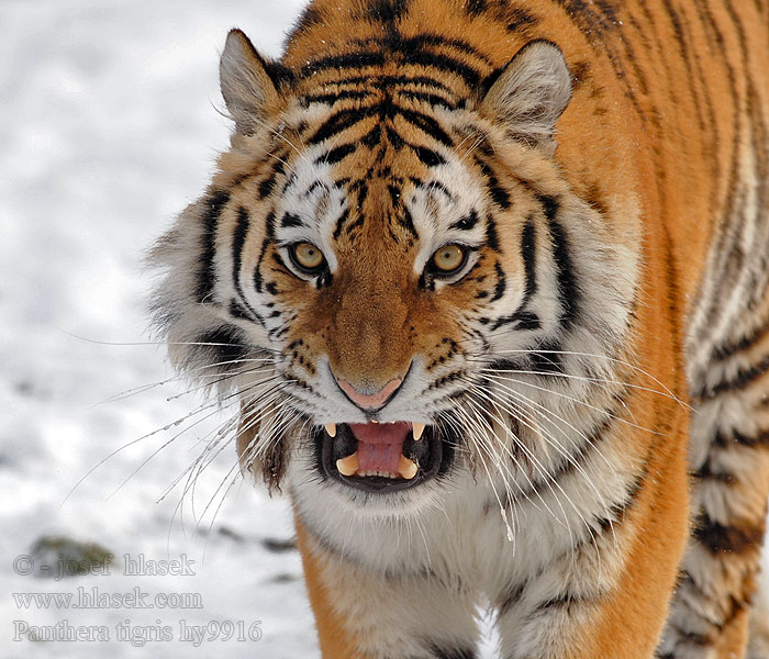 Panthera_tigris_hy9916