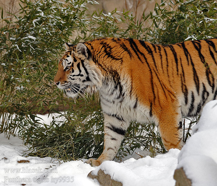 Panthera tigris Lodaya புலி పులి Бабр เสือโคร่ง Kaplan شیر  Nngwe Hổ Ségg