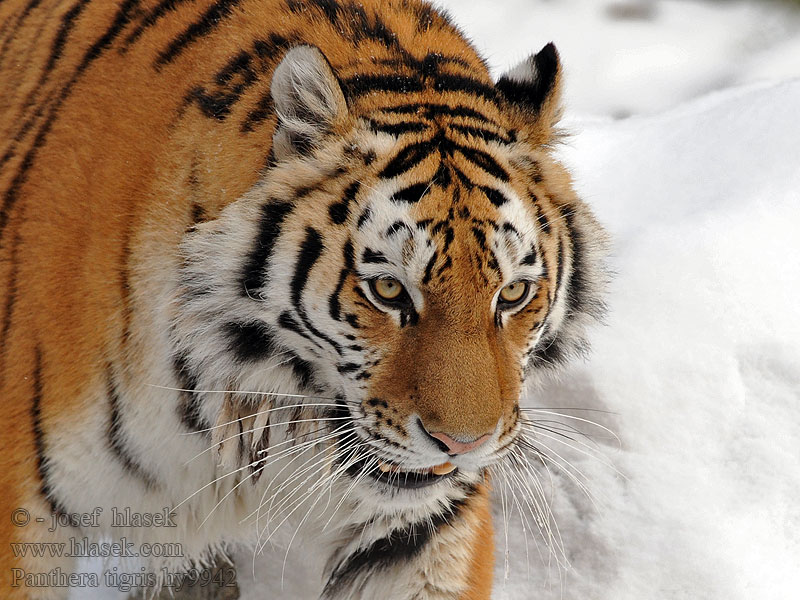 Panthera tigris Tygr džunglový טיגער 虎 Ithayiga