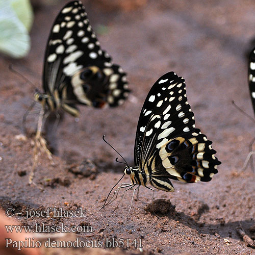 Papilio demodocus Citrus swallowtail Zitrus-Schwalbenschwanz Парусник демодок 