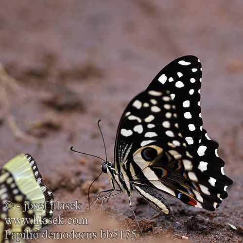 Zitrus-Schwalbenschwanz Парусник демодок Papilio demodocus Citrus swallowtail