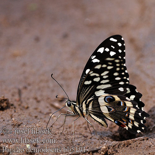Парусник демодок Papilio demodocus Citrus swallowtail Zitrus-Schwalbenschwanz