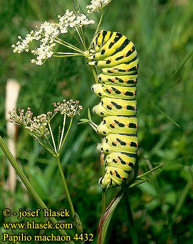 Papilio machaon Paź królowej Swallowtail Vidlochvost fenyklový