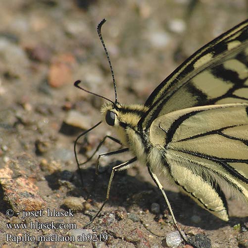 Papilio machaon Schwalbenschwanz Makaonfjäril Svalestjert