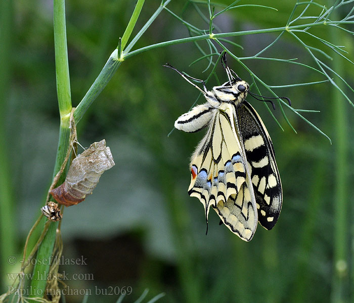 Papilio machaon Coada-randunicii coada-rândunicii Lastovičar