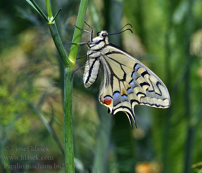 Papilio machaon Makaon Machaon