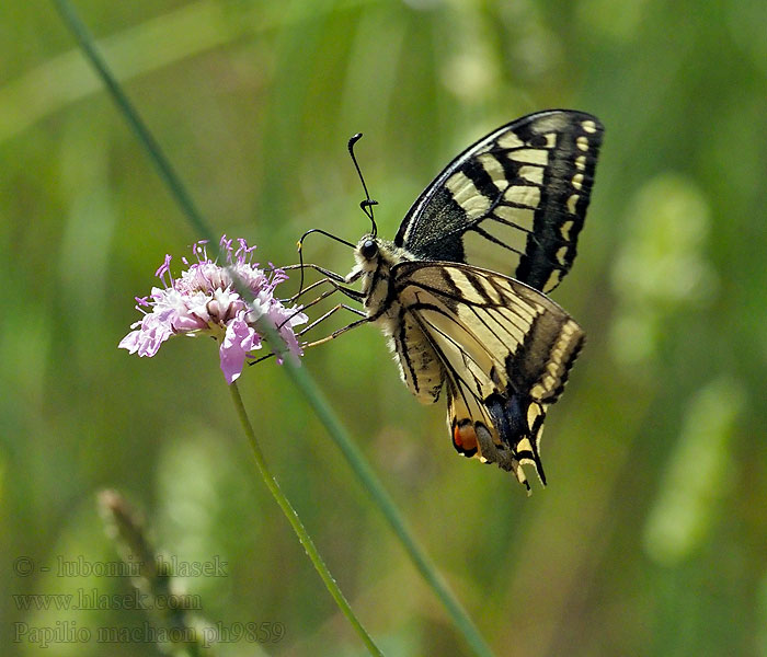 Svalestjert Ritariperhonen Svalehale Koninginnenpage Papilio machaon