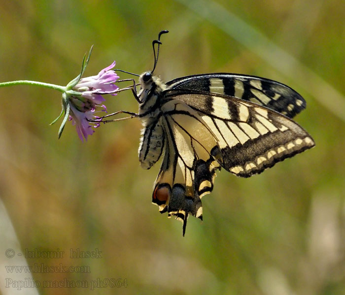Makaon Machaon Schwalbenschwanz Makaonfjäril Papilio machaon