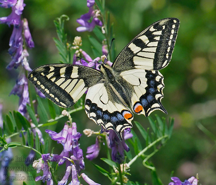 Otakárek fenyklový Papilio machaon