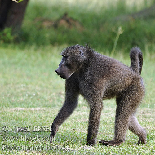 Afrikaans Kaapse bobbejaan 개코원숭이 ჩაკმ�