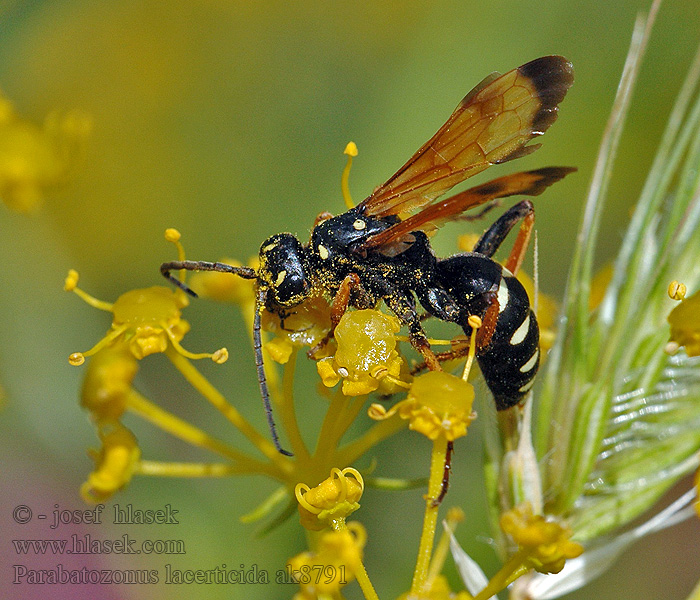 Parabatozonus lacerticida