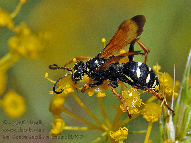 Parabatozonus lacerticida