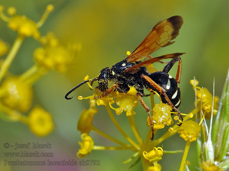 Parabatozonus lacerticida